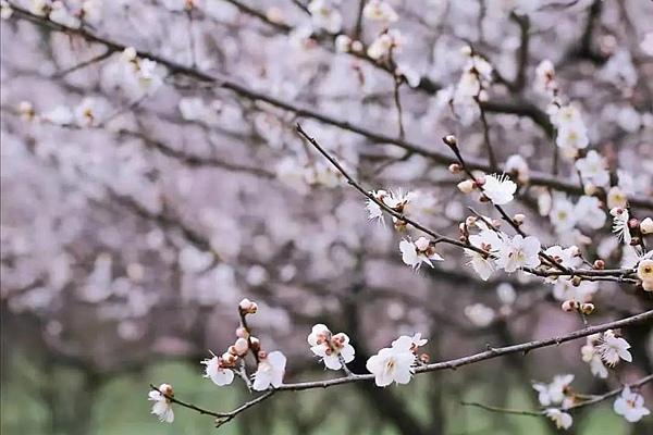 武汉周边冬天哪里好玩 冬季当然是赏梅、温泉、滑雪少不了