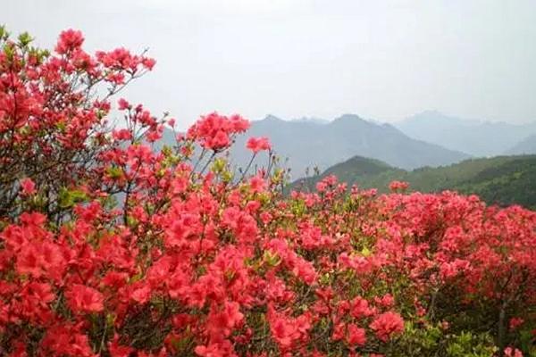 杜鹃花什么时候盛开 温州杜鹃花赏花圣地推荐