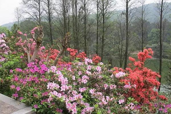 杜鹃花什么时候盛开 温州杜鹃花赏花圣地推荐