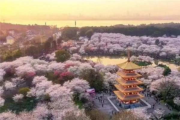 温州哪里的樱花最美 十里樱花园值得一去