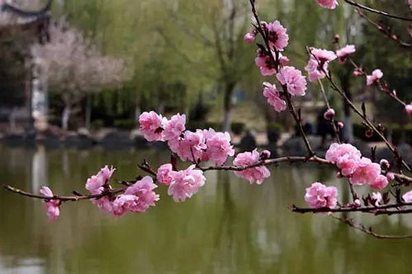 浙江温州哪里的桃花好看 这几个地方的桃花粉嫩又清新