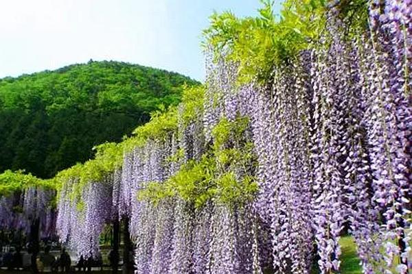 温州一年四季都有什么花 这些地方是赏花圣地