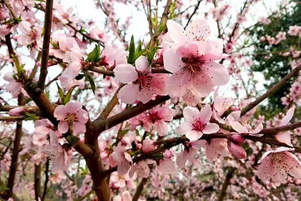 温州桃花最美打卡圣地推荐