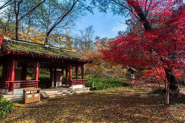 2021年长沙菊花展在哪举办 岳麓山值得一看