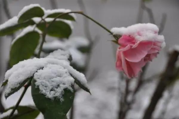 成都下雪了吗2021年12月 成都冬天哪里好玩