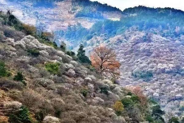 福州永泰哪里可以看梅花 永泰梅花是腊梅吗