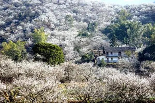 福州永泰哪里可以看梅花 永泰梅花是腊梅吗