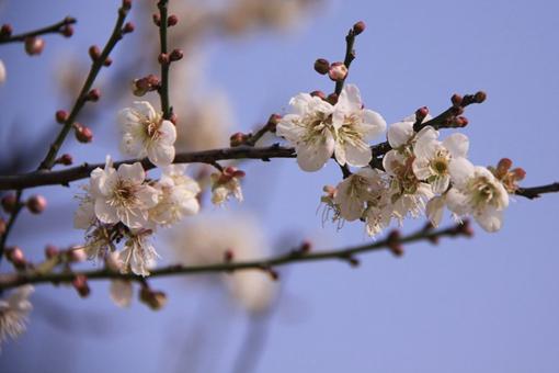 广州冬季有什么看花的地方?这个冬季这些地方很不错