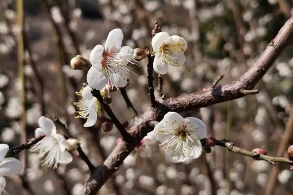 福州赏梅花最佳地点 福州赏梅花好去处