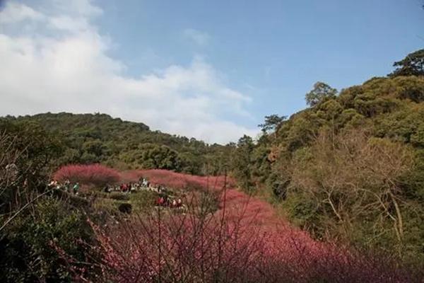 福州赏梅花最佳地点 福州赏梅花好去处