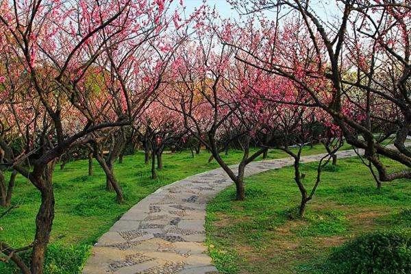 无锡赏梅花在几月份 无锡梅园梅花什么时候开