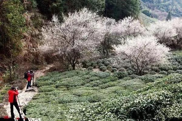 福州哪里可以赏花 福州去哪赏花最好