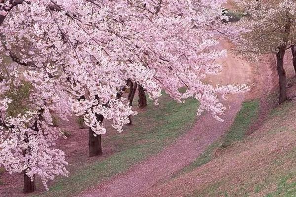 2022东莞春节去哪里赏花比较好 东莞最佳赏花地点