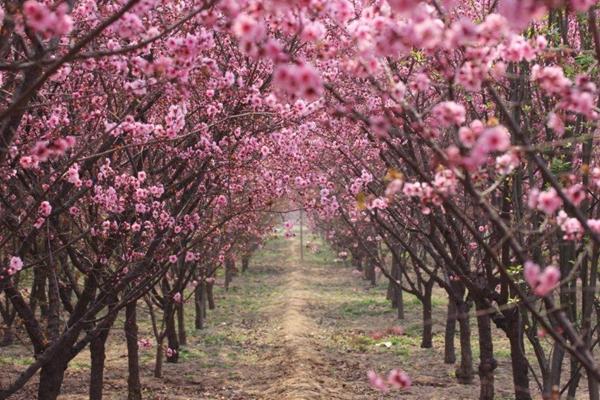 2022广州桃花什么时候开?看桃花的地方有哪些