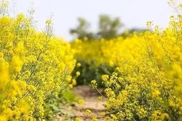 福州春节去哪赏花比较好 福州春节游玩好去处