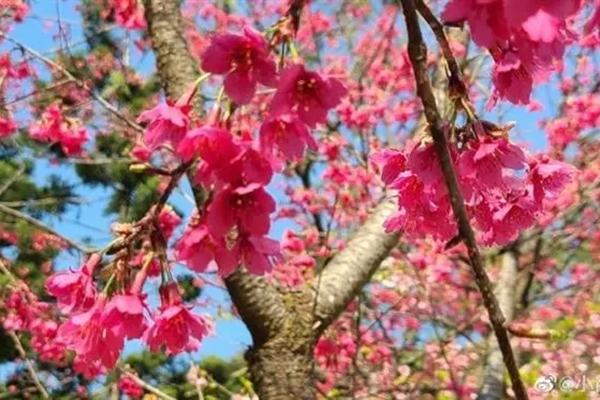 福州春节去哪赏花比较好 福州春节游玩好去处