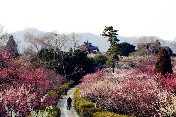 南京春节去哪赏花比较好 南京春节赏花好去处