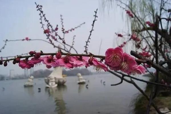 南京春节去哪赏花比较好 南京春节赏花好去处