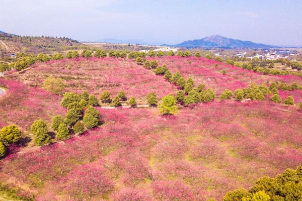 2022武汉春节去哪里玩 武汉春节赏花的地方