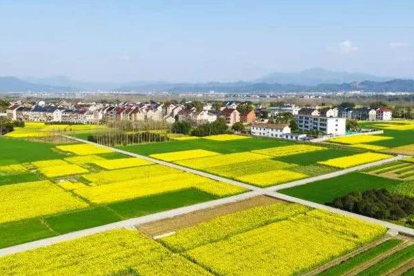 2022杭州油菜花什么时候开花 杭州油菜花最美的地方