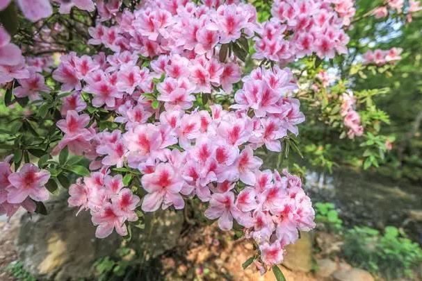 武汉植物园春游赏花攻略