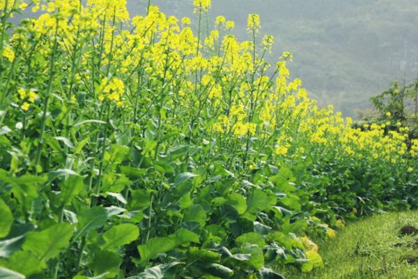 2022广东油菜花几月份开花 广东看油菜花的地方