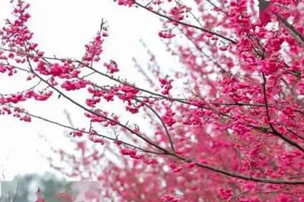 重庆有哪些赏樱花的地方 重庆赏樱最佳地点推荐