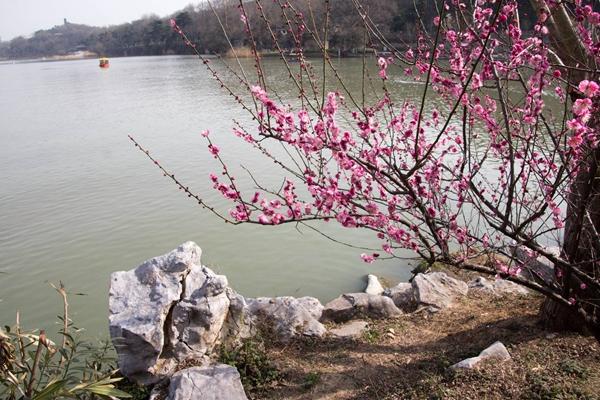 南京玄武湖可以观赏梅花吗?(附交通指南)