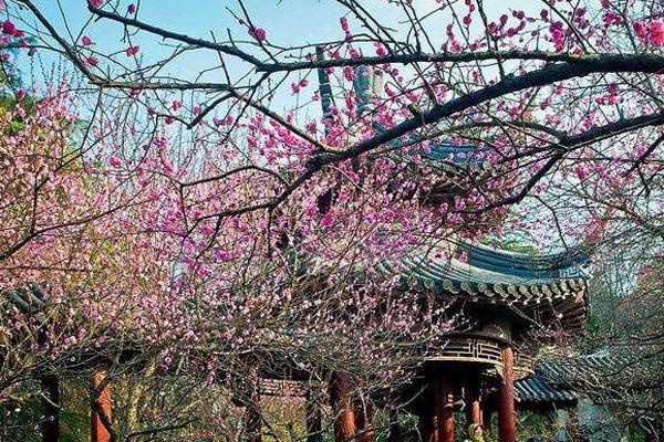 南京赏花时间表2022 南京春天赏花的地方