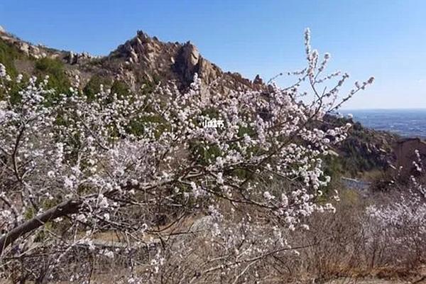 北京春季赏花的地方有哪些 北京赏花攻略