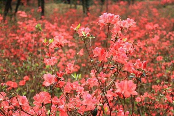 佛山哪里可以赏花2022 佛山去哪里赏花最好