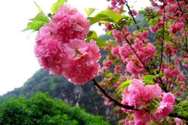 2022桂林春季可以去哪里赏花
