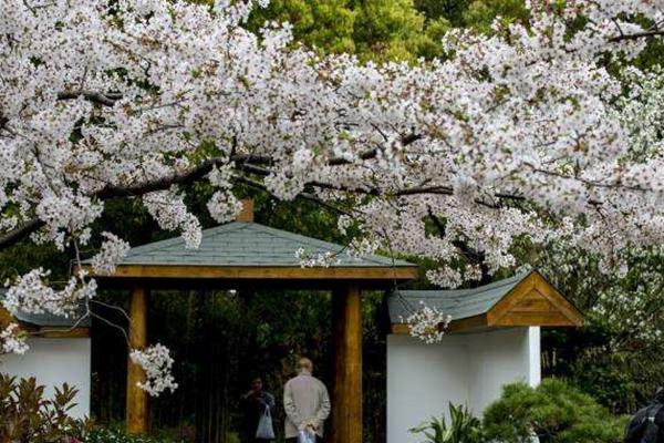 沈阳春季赏花的地方有哪些 沈阳赏花地推荐