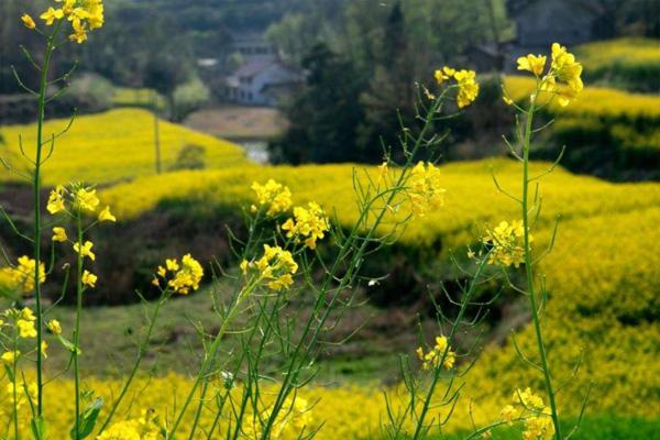 汉中油菜花最佳观赏地推荐2022