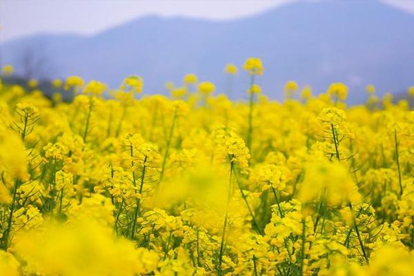 汉中油菜花最佳观赏地推荐2022