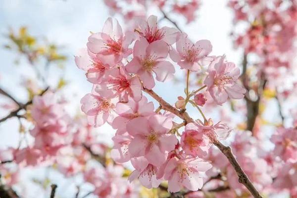 福清樱花什么时候开放 福清樱花最佳观赏地点