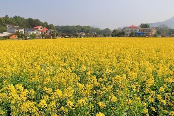 2022长沙油菜花景点推荐 都有哪些景点