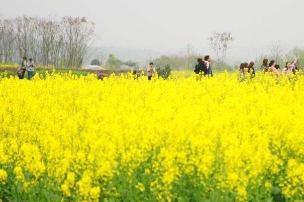 2022长沙哪里看油菜花人少