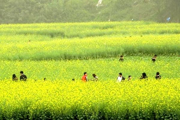 2022年福州去哪里看油菜花 福州赏油菜花最佳地点