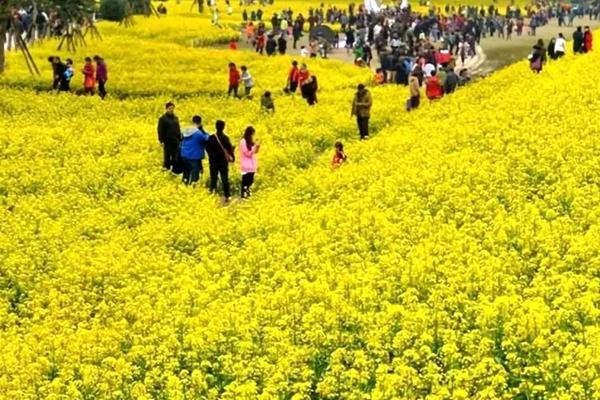 2022年福州去哪里看油菜花 福州赏油菜花最佳地点