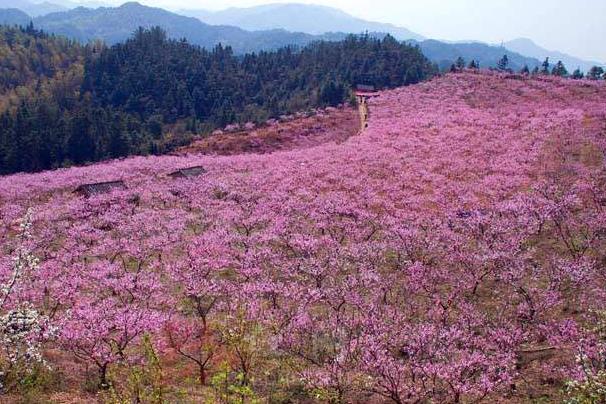 2022长沙哪里有桃花看 看桃花去哪里好