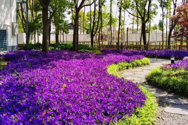上海崇明哪里有二月兰 赏花景点推荐