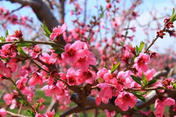 2022林芝桃花最佳拍摄点 林芝桃花哪里最漂亮