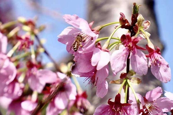 上海樱花节具体地方在哪里?上海樱花节交通攻略