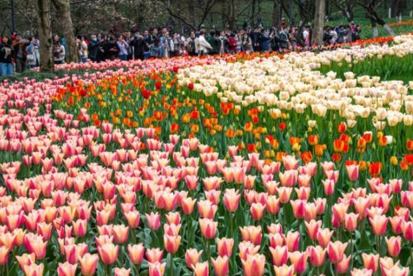 2022杭州太子湾公园春天有哪些花