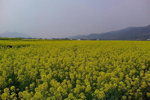 广州哪里有大片的油菜花地