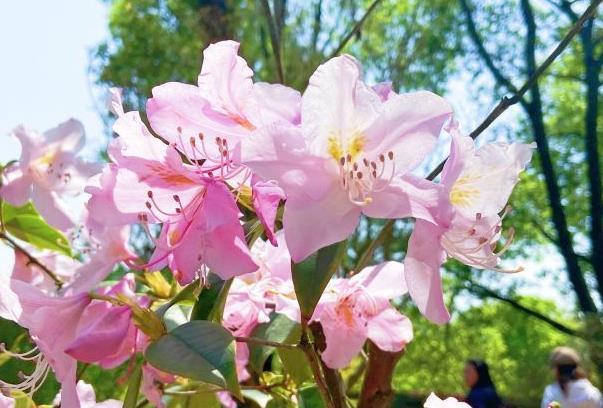 湖南省森林植物园春天有哪些花