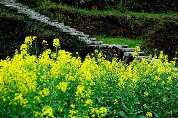 黟县美溪乡油菜花什么时候开?赏花地都在什么地方?