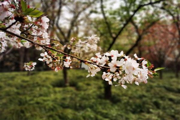 上海长宁春天赏花哪里最好