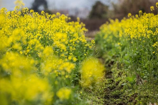 通城龙印村油菜花在什么地方?花期是什么时候?